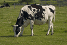 Vache